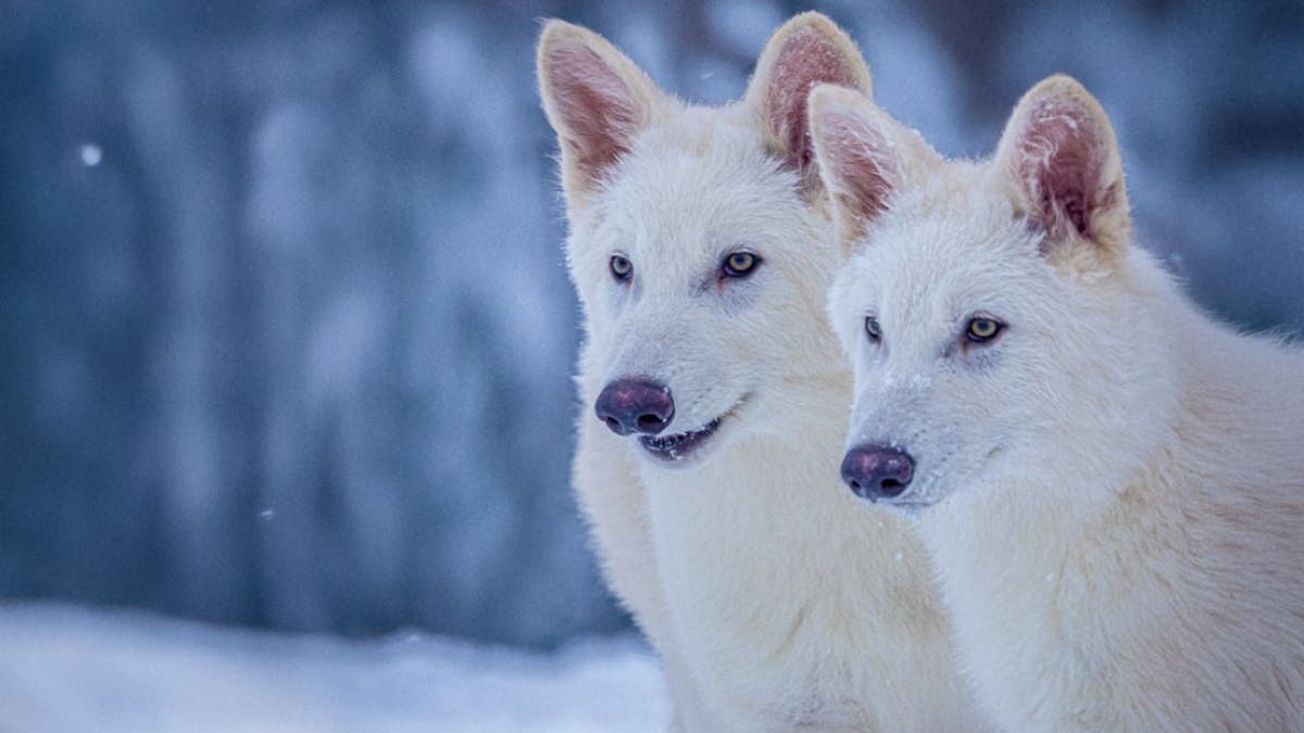 Scientists used editing technologies and cloning of the Renaissance of wolves