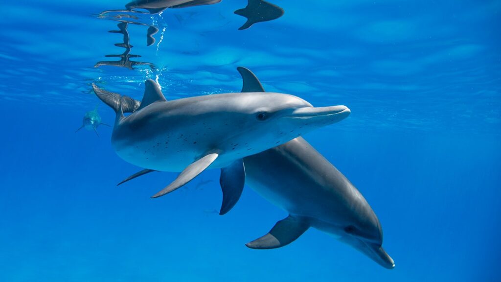 Google works to decode the communication of dolphins using AI